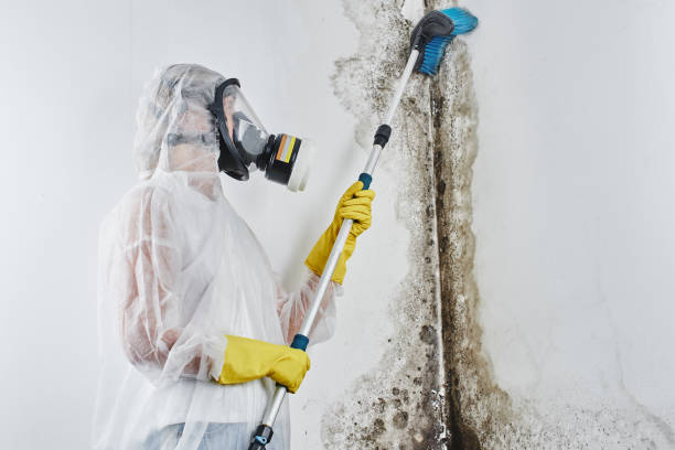 Best Basement Mold Remediation in Dillsburg, PA